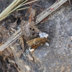 Genduara punctigera at Paddys River, ACT - 3 Jan 2023