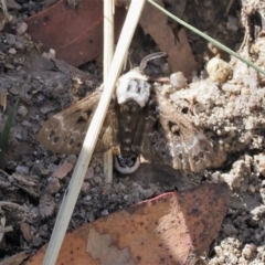 Genduara punctigera at Paddys River, ACT - 3 Jan 2023