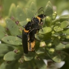 Chauliognathus lugubris (Plague Soldier Beetle) at Higgins, ACT - 6 Jan 2023 by AlisonMilton