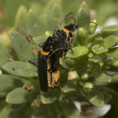 Chauliognathus lugubris (Plague Soldier Beetle) at Higgins, ACT - 5 Jan 2023 by AlisonMilton