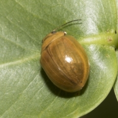 Paropsisterna cloelia (Eucalyptus variegated beetle) at Higgins, ACT - 6 Jan 2023 by AlisonMilton