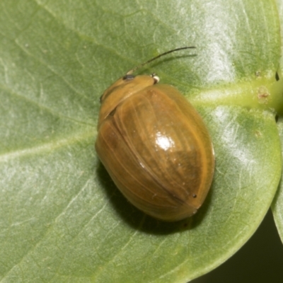 Paropsisterna cloelia (Eucalyptus variegated beetle) at Higgins, ACT - 5 Jan 2023 by AlisonMilton