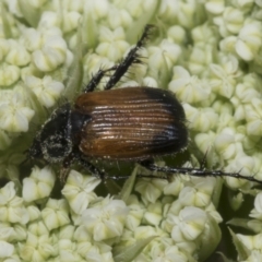 Phyllotocus navicularis (Nectar scarab) at Higgins, ACT - 5 Jan 2023 by AlisonMilton