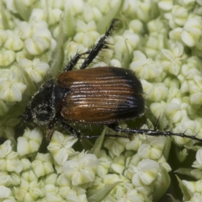 Phyllotocus navicularis (Nectar scarab) at Higgins, ACT - 6 Jan 2023 by AlisonMilton