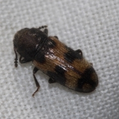 Erotylidae (family) (Fungus beetle) at Higgins, ACT - 29 Dec 2022 by AlisonMilton