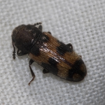 Erotylidae (family) (Fungus beetle) at Higgins, ACT - 30 Dec 2022 by AlisonMilton