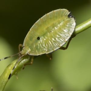 Musgraveia sulciventris at Higgins, ACT - 6 Jan 2023 10:00 AM