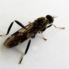 Exaireta spinigera (Garden Soldier Fly) at Crooked Corner, NSW - 6 Jan 2023 by Milly