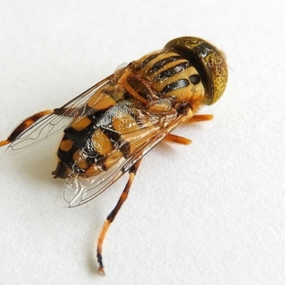 Eristalinus punctulatus (Golden Native Drone Fly) at Crooked Corner, NSW - 5 Jan 2023 by Milly