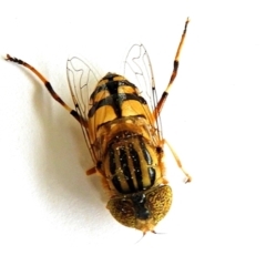 Eristalinus punctulatus at Crooked Corner, NSW - 6 Jan 2023