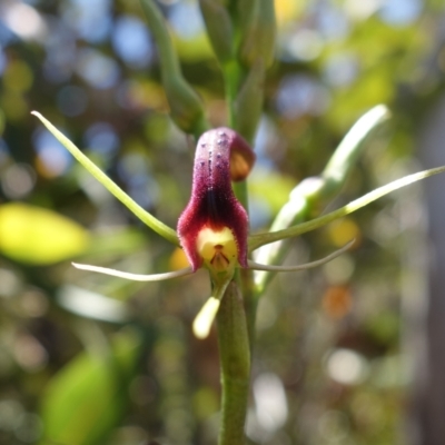 Cryptostylis leptochila (Small Tongue Orchid) at Boolijah, NSW - 28 Dec 2022 by RobG1