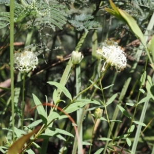 Pimelea treyvaudii at Paddys River, ACT - 3 Jan 2023 10:27 AM