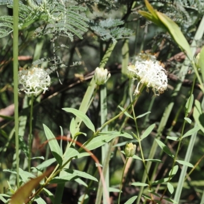 Pimelea treyvaudii (Grey Riceflower) at Paddys River, ACT - 3 Jan 2023 by RAllen