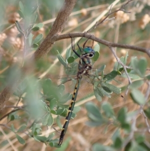 Hemicordulia australiae at Murrumbateman, NSW - 5 Jan 2023