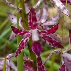 Dipodium variegatum (Blotched Hyacinth Orchid) at Vincentia, NSW - 31 Dec 2022 by RobG1