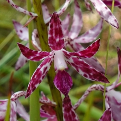 Dipodium variegatum (Blotched Hyacinth Orchid) at Vincentia, NSW - 31 Dec 2022 by RobG1