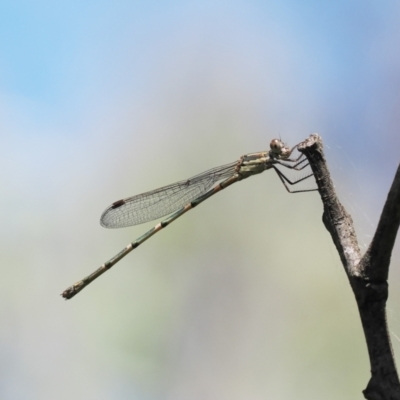 Austrolestes leda (Wandering Ringtail) at Paddys River, ACT - 2 Jan 2023 by RAllen