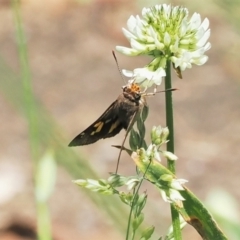 Trapezites phigalioides (Montane Ochre) at Paddys River, ACT - 2 Jan 2023 by RAllen