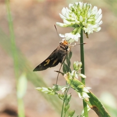 Trapezites phigalioides (Montane Ochre) at Paddys River, ACT - 2 Jan 2023 by RAllen