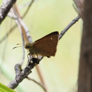 Timoconia flammeata at Paddys River, ACT - 3 Jan 2023