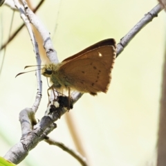 Timoconia flammeata at Paddys River, ACT - 3 Jan 2023