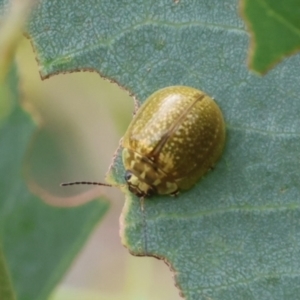 Paropsisterna cloelia at Carwoola, NSW - 6 Jan 2023