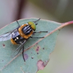 Scaptia (Scaptia) auriflua (A flower-feeding march fly) at Carwoola, NSW - 5 Jan 2023 by Liam.m