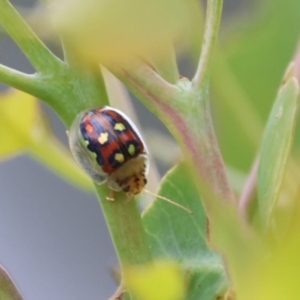 Paropsisterna annularis at Carwoola, NSW - suppressed