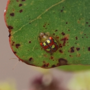 Paropsisterna annularis at suppressed - 6 Jan 2023