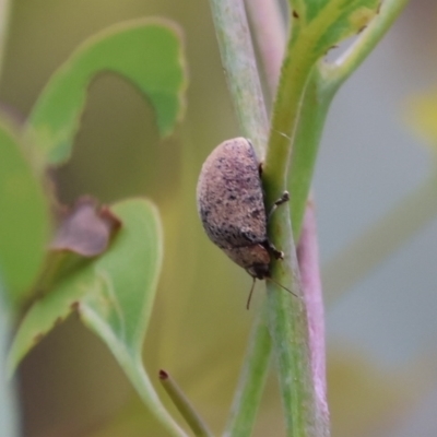 Trachymela sp. (genus) (Brown button beetle) at Carwoola, NSW - 5 Jan 2023 by Liam.m