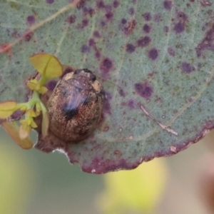 Trachymela sp. (genus) at Carwoola, NSW - 6 Jan 2023