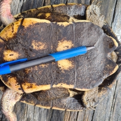 Chelodina longicollis (Eastern Long-necked Turtle) at Pine Island to Point Hut - 7 Aug 2022 by Darren308