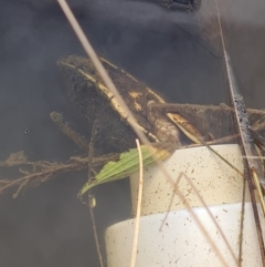 Chelodina longicollis at Bonython, ACT - 7 Aug 2022