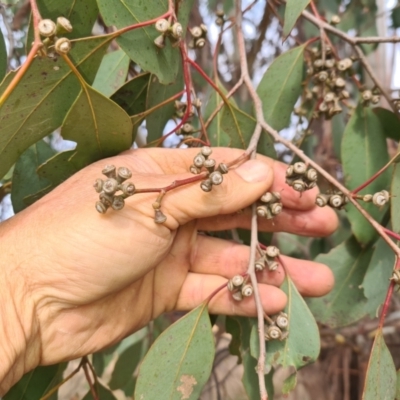 Eucalyptus camphora subsp. humeana (Mountain Swamp Gum) at Bonython, ACT - 7 Aug 2022 by Darren308