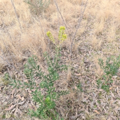 Banksia marginata (Silver Banksia) at Pine Island to Point Hut - 7 Aug 2022 by Darren308