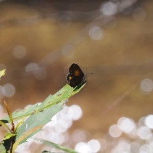 Paralucia aurifera at Paddys River, ACT - 3 Jan 2023