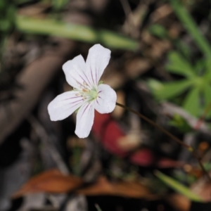 Geranium neglectum at Paddys River, ACT - 3 Jan 2023 11:36 AM