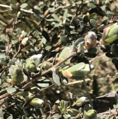 Leptospermum myrtifolium at Tennent, ACT - 15 Dec 2022 09:51 AM