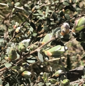 Leptospermum myrtifolium at Tennent, ACT - 15 Dec 2022