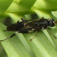 Exaireta spinigera (Garden Soldier Fly) at Braemar, NSW - 5 Jan 2023 by Curiosity