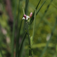 Epilobium billardiereanum subsp. hydrophilum at Paddys River, ACT - 3 Jan 2023 by RAllen