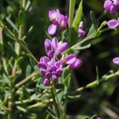 Comesperma retusum (Mountain Milkwort) at Paddys River, ACT - 3 Jan 2023 by RAllen