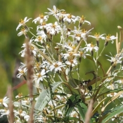 Olearia megalophylla (Large-leaf Daisy-bush) at Paddys River, ACT - 3 Jan 2023 by RAllen