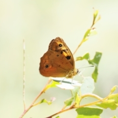 Heteronympha penelope (Shouldered Brown) at Paddys River, ACT - 3 Jan 2023 by RAllen