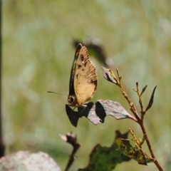 Heteronympha penelope at Paddys River, ACT - 3 Jan 2023