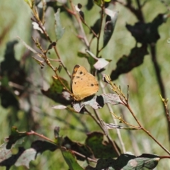 Heteronympha penelope at Paddys River, ACT - 3 Jan 2023