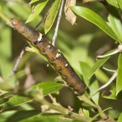 Oenochroma vinaria (Pink-bellied Moth, Hakea Wine Moth) at Higgins, ACT - 31 Dec 2022 by AlisonMilton