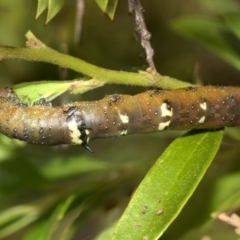 Oenochroma vinaria at Higgins, ACT - 31 Dec 2022