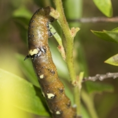 Oenochroma vinaria at Higgins, ACT - 31 Dec 2022