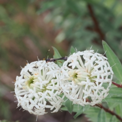Enchoptera apicalis (Longhorn beetle) at Paddys River, ACT - 3 Jan 2023 by RAllen